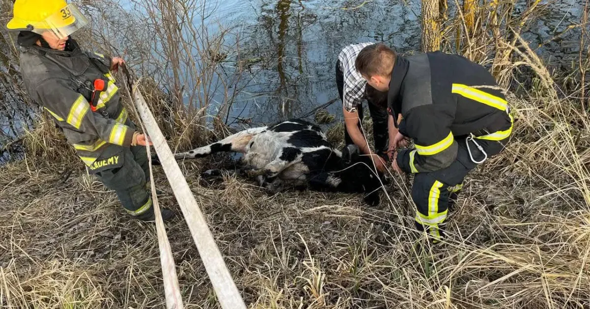 Фото: Харківське районне управління ГУ ДСНС України у Харківській області У Слобожанському з води витягли теля на порталі Gromada Group