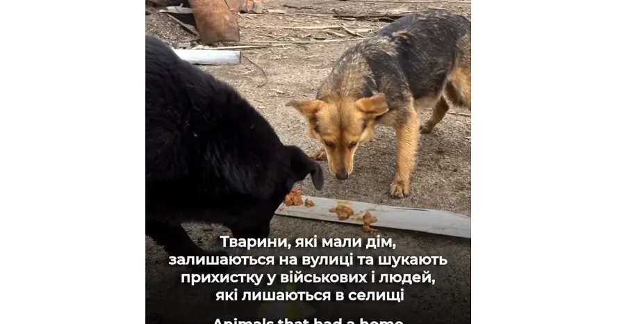 Скриншот з відео ГО «Порятунок тварин Харків» ГО «Порятунок тварин Харків» евакуює з Липців собак і кішок (відео) на порталі Gromada Group