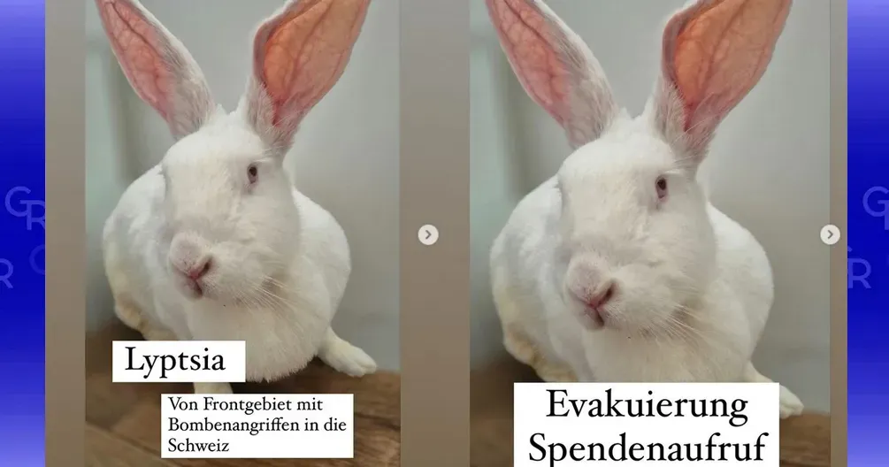 Фото: https://www.instagram.com/help_rabbits_at_war «Привіт, я Липця»: кроличку з Липців везуть до Швейцарії на порталі Gromada Group