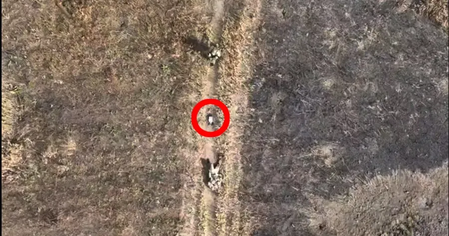 Скриншот з відео "Гострих картузів" Бігцем по «окрытках» між «лесополками»: як росіяни заходять на власні позиції в районі Глибокого на порталі Gromada Group