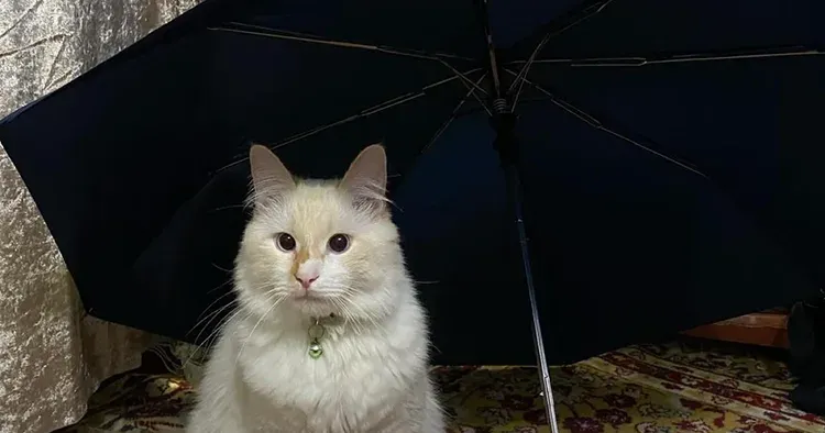 Котика Еріка евакуювали з Липців після визволення села. Він був страшенно наляканий, всюди шукав де сховатися. На його адаптацію знадобилося близько 2 місяців.