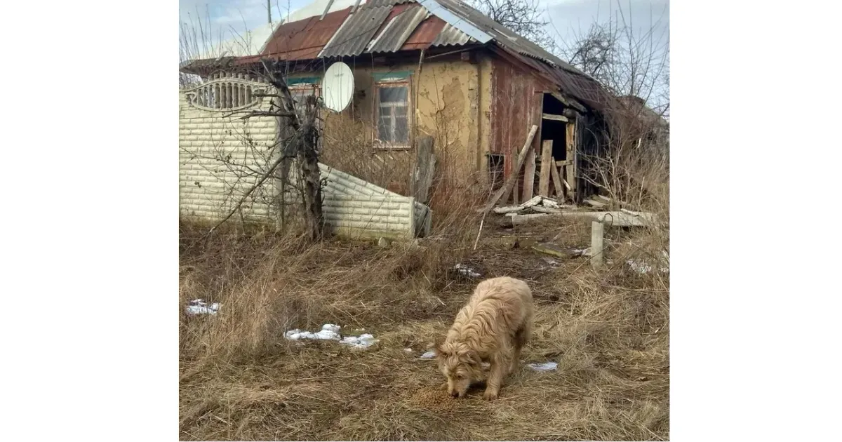 Фото: БО UAnimals Тваринам у Липцях та Глибокому допомогли волонтери UAnimals на порталі Gromada Group