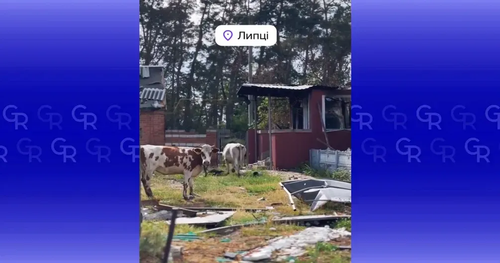 Скриншот з відео У горі поруч з людьми: про трагедію покинутих тварин у Липцях розповідають військові на порталі Gromada Group