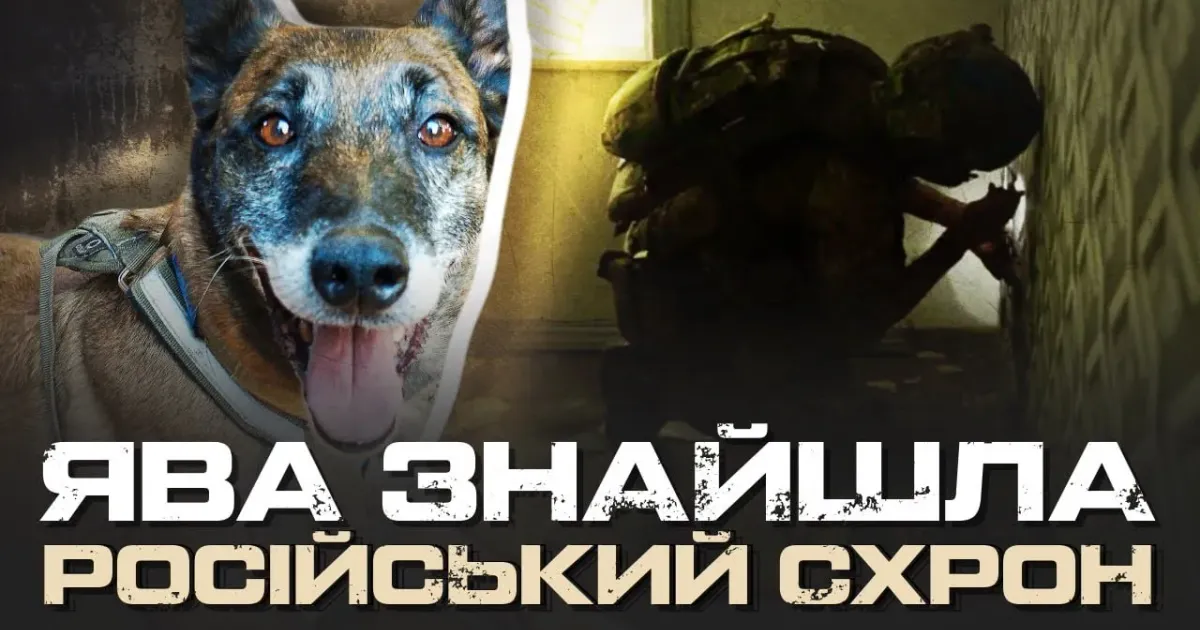 Заставка до відео Сапер і його собака: в селі на Харківському напрямку знайшли схрон боєприпасів російських окупантів на порталі Gromada Group