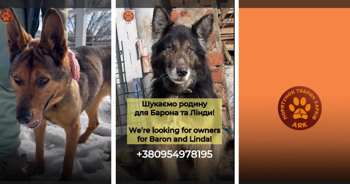 Скриншоти з відео ГО «ПОРЯТУНОК ТВАРИН ХАРКIВ» Для Лінди та Барона з Липців шукають нову домівку (відео) на порталі Gromada Group